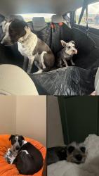 Lost Female Dog last seen Near south, Smithfield, UT 84335
