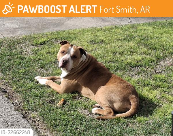Found/Stray Male Dog last seen SOUTH P St and 17th, Fort Smith, AR 72901