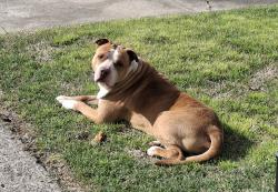 Found/Stray Male Dog last seen SOUTH P St and 17th, Fort Smith, AR 72901