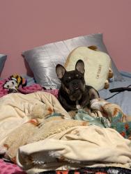 Lost Male Dog last seen In front my hse / neighborhoods , Seagoville, TX 75159
