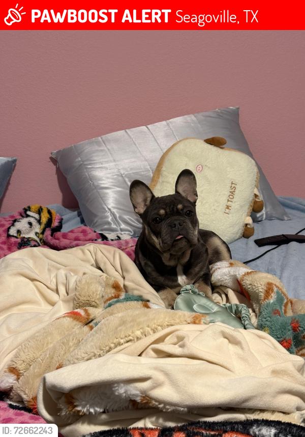 Lost Male Dog last seen In front my hse / neighborhoods , Seagoville, TX 75159