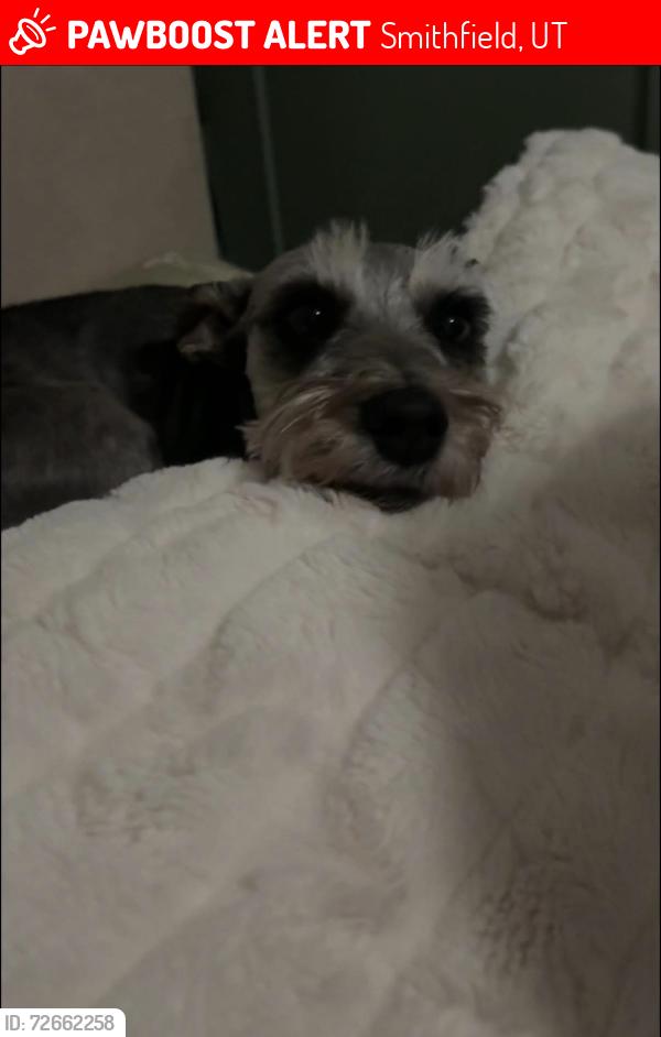 Lost Female Dog last seen Sky view , Smithfield, UT 84335