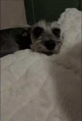 Lost Female Dog last seen Sky view , Smithfield, UT 84335