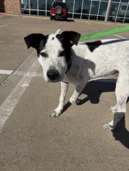 Found/Stray Male Dog last seen Near and risinger , Fort Worth, TX 76140