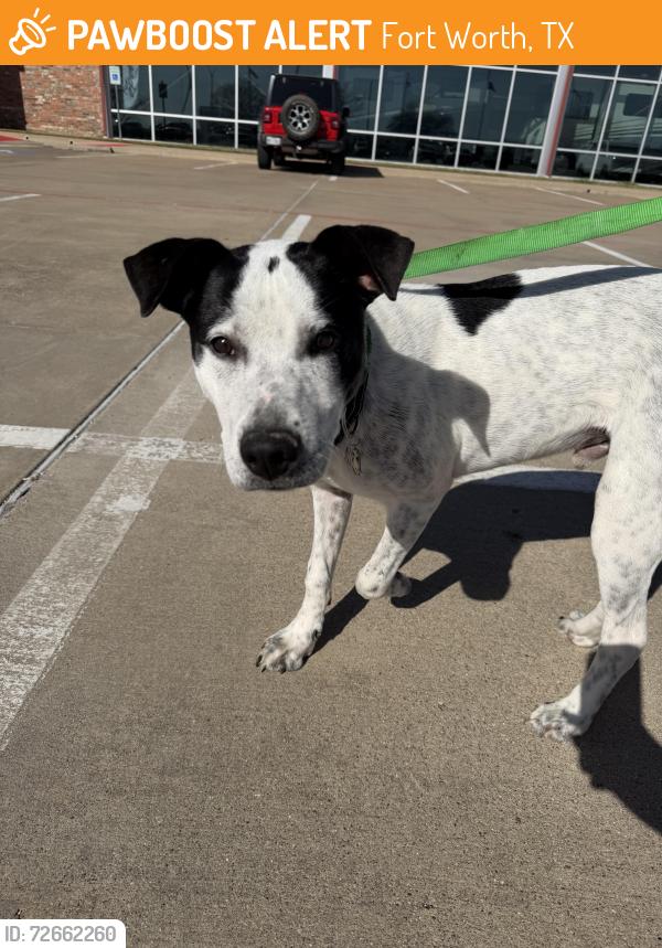 Found/Stray Male Dog last seen Near and risinger , Fort Worth, TX 76140