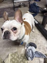 Found/Stray Unknown Dog last seen Coraberry, Spring, TX 77381