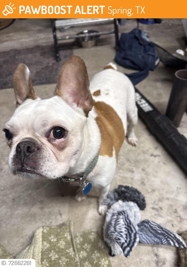 Found/Stray Unknown Dog last seen Coraberry, Spring, TX 77381
