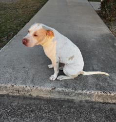 Found/Stray Male Dog last seen McAllen High School, McAllen, TX 78501