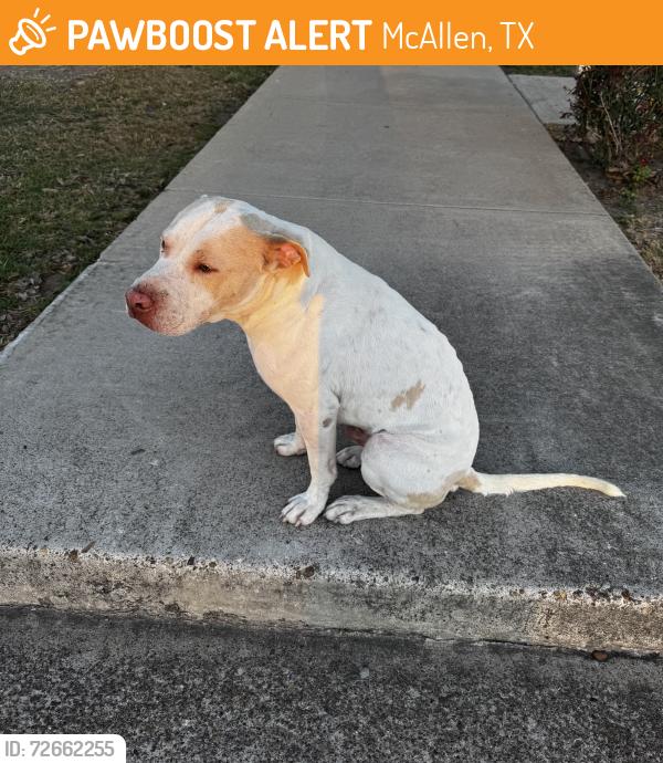 Found/Stray Male Dog last seen McAllen High School, McAllen, TX 78501