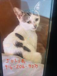 Lost Female Cat last seen SFO, San Francisco, CA 94128