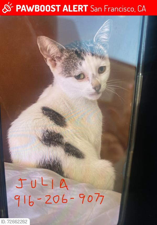 Lost Female Cat last seen SFO, San Francisco, CA 94128