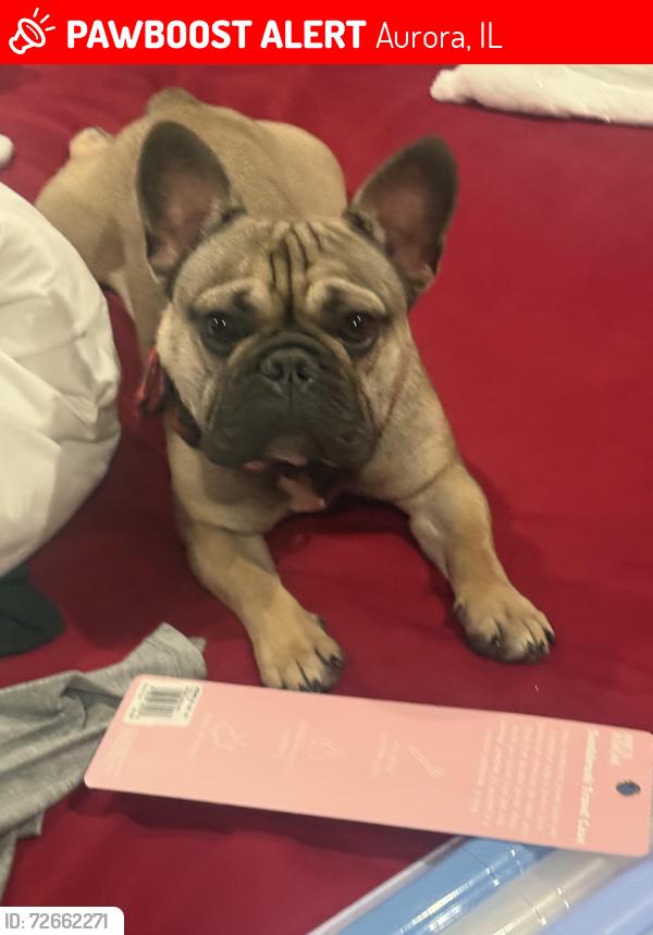 Lost Male Dog last seen Arcadia Court & Middleberry, Aurora, IL 60503