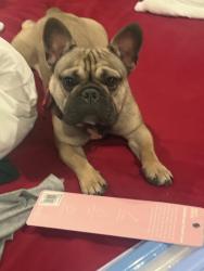 Lost Male Dog last seen Arcadia Court & Middleberry, Aurora, IL 60503