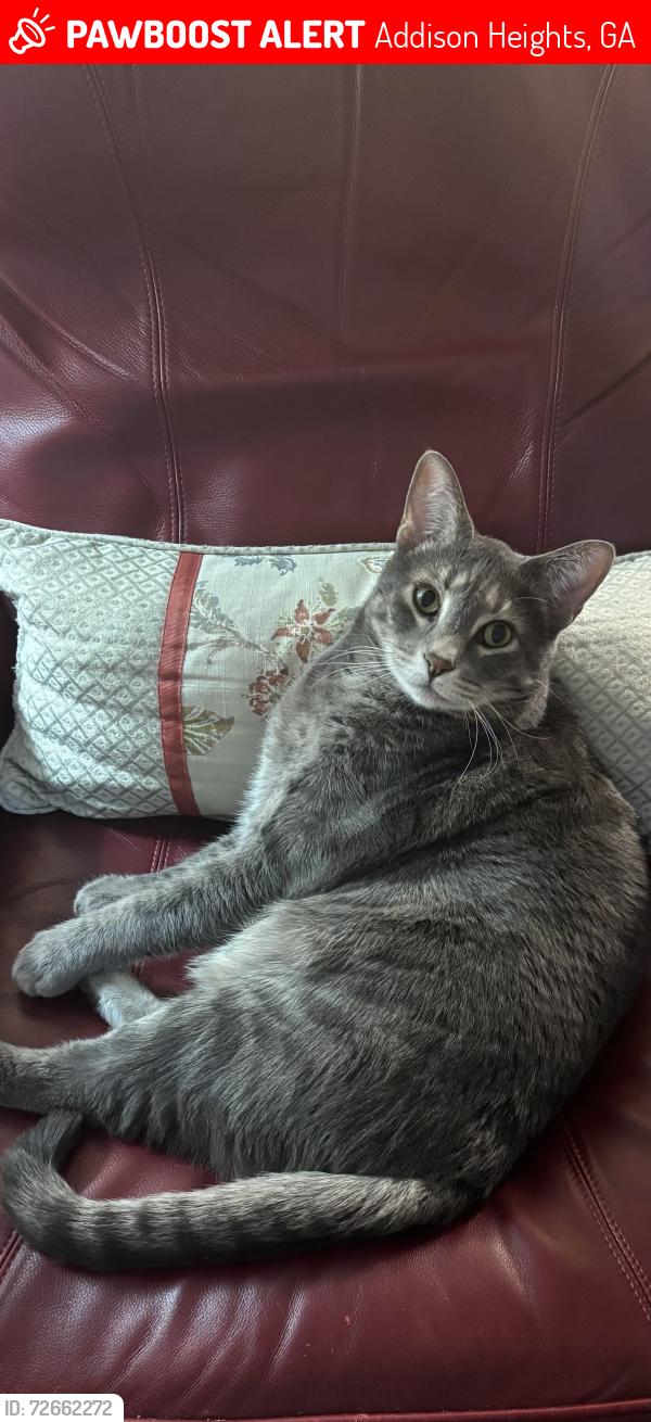 Lost Male Cat last seen Scott and Piedmont Rd, Addison Heights, GA 30066