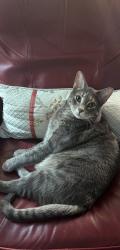 Lost Male Cat last seen Scott and Piedmont Rd, Addison Heights, GA 30066