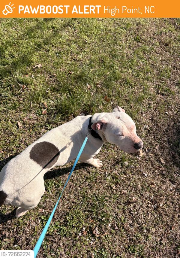 Found/Stray Female Dog last seen Vista Circle High Point, High Point, NC 27263