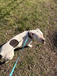 Found/Stray Female Dog last seen Vista Circle High Point, High Point, NC 27263