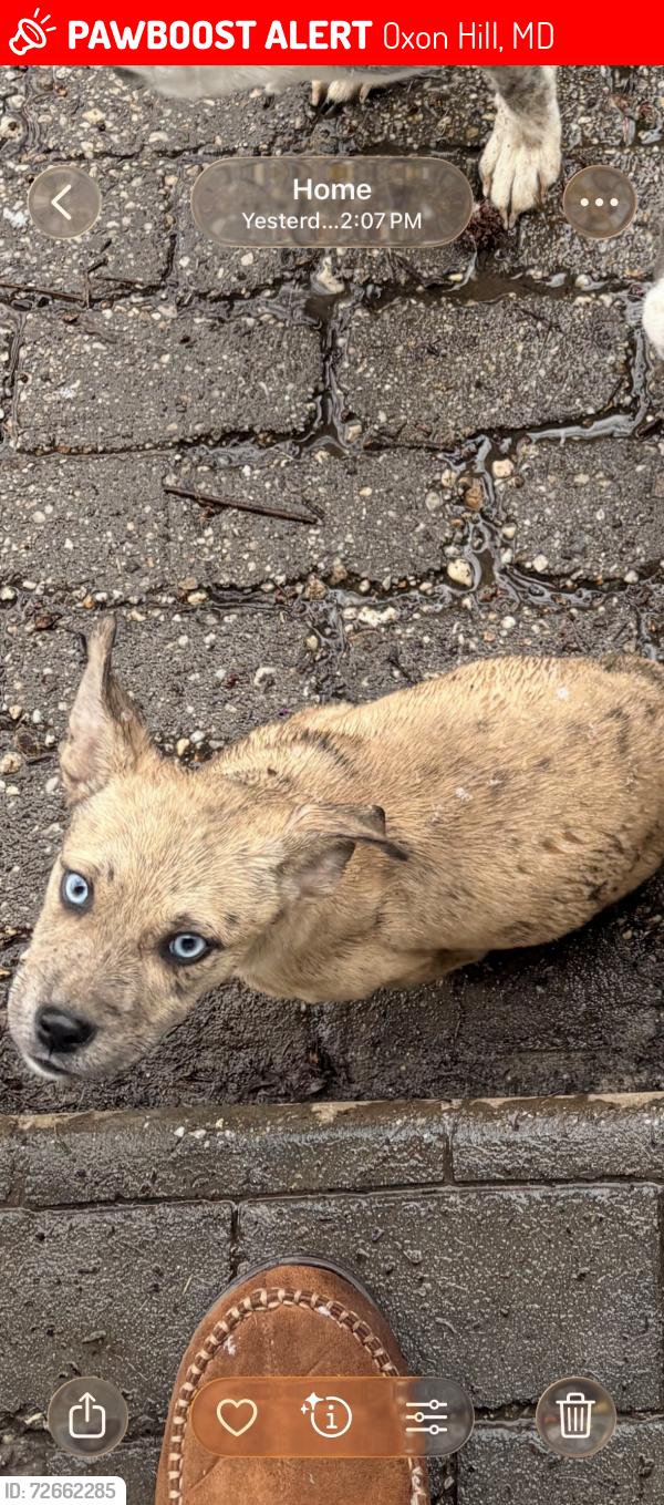 Lost Female Dog last seen Helmont Ave , Oxon Hill, MD 20745
