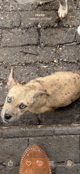 Lost Female Dog last seen Helmont Ave , Oxon Hill, MD 20745