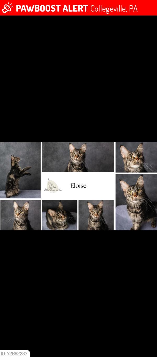 Lost Female Cat last seen Around Perkiomen Valley High School, Collegeville, PA 19426