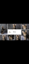 Lost Female Cat last seen Around Perkiomen Valley High School, Collegeville, PA 19426