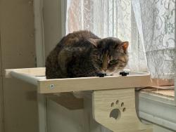 Lost Female Cat last seen Montreal St and Sheppard St, Kingston, ON K7K 3L6