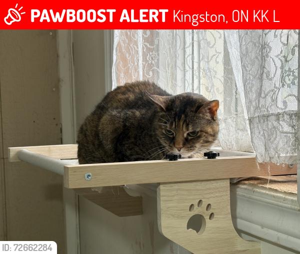 Lost Female Cat last seen Montreal St and Sheppard St, Kingston, ON K7K 3L6