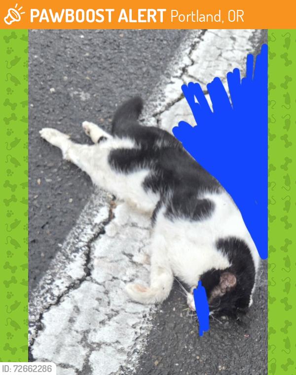 Found/Stray Unknown Cat last seen 148th Ave max station, Portland, OR 97230