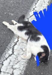 Found/Stray Unknown Cat last seen 148th Ave max station, Portland, OR 97230