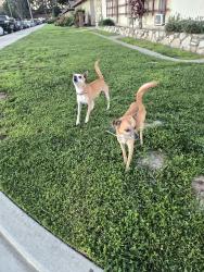 Found/Stray Unknown Dog last seen Beach Blvd and Lampson Ave, Stanton, CA 90680