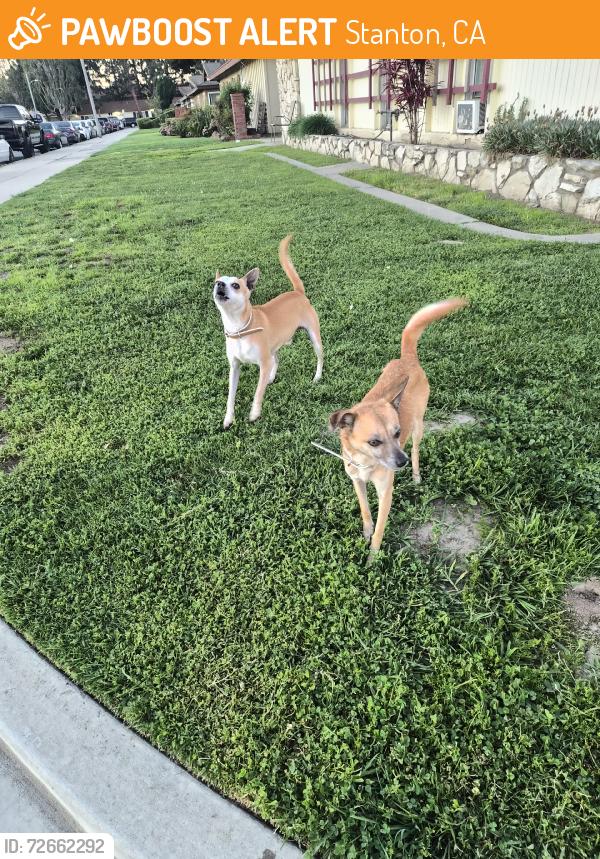 Found/Stray Unknown Dog last seen Beach Blvd and Lampson Ave, Stanton, CA 90680