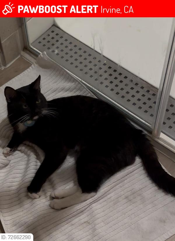 Lost Male Cat last seen Near Dana, Irvine, CA 92618, Irvine, CA 92618