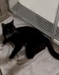 Lost Male Cat last seen Near Dana, Irvine, CA 92618, Irvine, CA 92618
