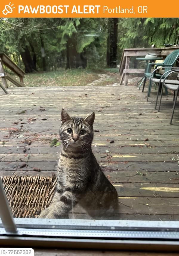 Found/Stray Unknown Cat last seen SE Flavel & 133rd place, Portland, OR 97236