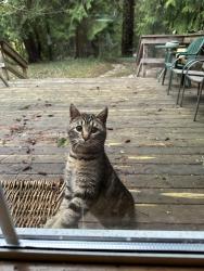 Found/Stray Unknown Cat last seen SE Flavel & 133rd place, Portland, OR 97236
