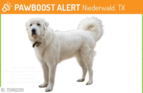 Found/Stray Unknown Dog last seen Turn north off FM2001 and head north on Williamson Road. Just after hse 900 Williamson Road on the right side of road., Niederwald, TX 78640