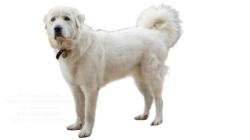 Found/Stray Unknown Dog last seen Turn north off FM2001 and head north on Williamson Road. Just after hse 900 Williamson Road on the right side of road., Niederwald, TX 78640