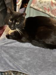 Found/Stray Male Cat last seen Blackstone and Bullard, Fresno, CA 93726