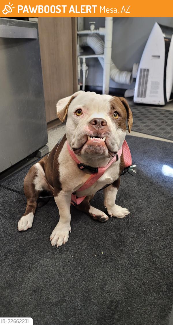 Found/Stray Female Dog last seen Center St, Drew St,  Broadway, Mesa, AZ 85201