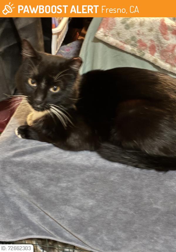 Found/Stray Male Cat last seen Blackstone and Bullard, Fresno, CA 93726