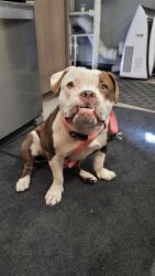 Found/Stray Female Dog last seen Center St, Drew St,  Broadway, Mesa, AZ 85201