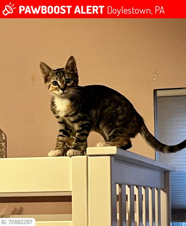 Lost Female Cat last seen Coldspring Creamery and Rt 413, Doylestown, PA 18902