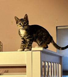 Lost Female Cat last seen Coldspring Creamery and Rt 413, Doylestown, PA 18902