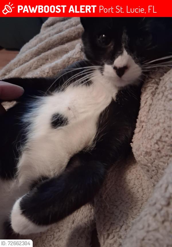Lost Male Cat last seen Crosstown , Port St. Lucie, FL 34953