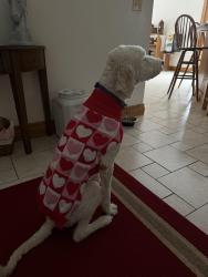 Lost Male Dog last seen Near corral street , Jenison, MI 49428