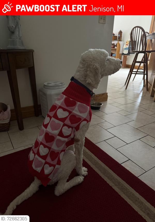 Lost Male Dog last seen Near corral street , Jenison, MI 49428