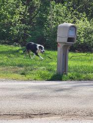 Found/Stray Male Dog last seen Wildwood Rd, Maryville, TN 37804