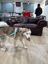 Found/Stray Female Dog last seen Near and western edmond, Oklahoma City, OK 73012