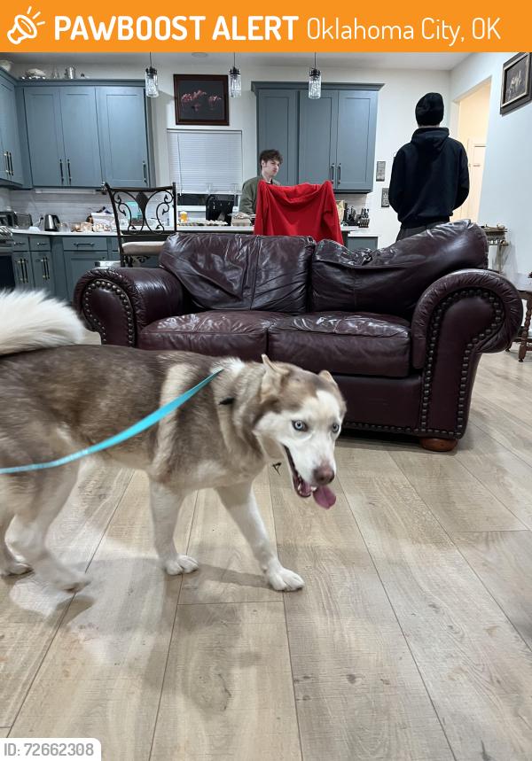 Found/Stray Female Dog last seen Near and western edmond, Oklahoma City, OK 73012