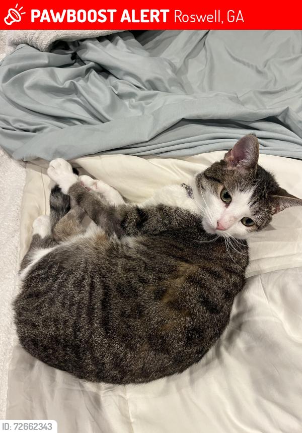 Lost Female Cat last seen Garrison Oaks Neighborhood in Roswell GA, Roswell, GA 30075
